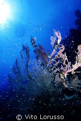 Corals - Subergorgia hicksoni by Vito Lorusso 
